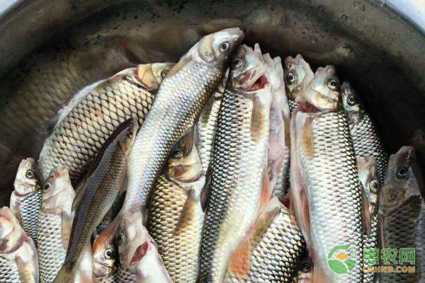 青鱼的养殖技术及管理要点-图片版权归惠农网所有