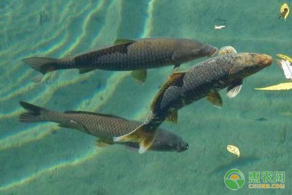 青鱼的养殖技术及管理要点-图片版权归惠农网所有