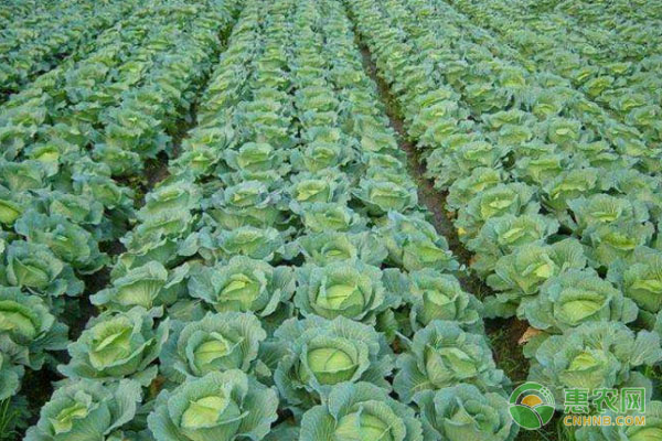 夏甘蓝高产种植技术-图片版权归惠农网所有