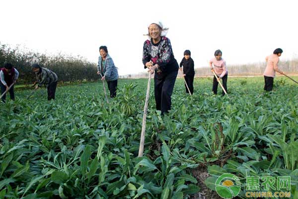 板蓝根种植技术及种植效益分析-图片版权归惠农网所有