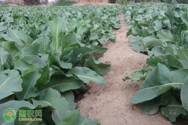 板蓝根种植过程中有哪些管理要点？-图片版权归惠农网所有