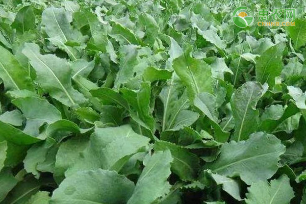 板蓝根种植过程中有哪些管理要点？-图片版权归惠农网所有