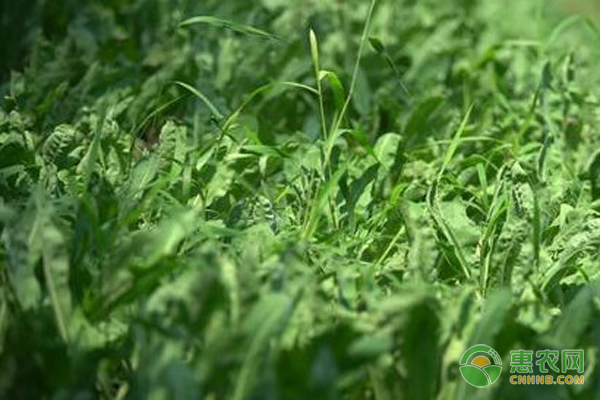 板蓝根种植过程中有哪些管理要点？-图片版权归惠农网所有