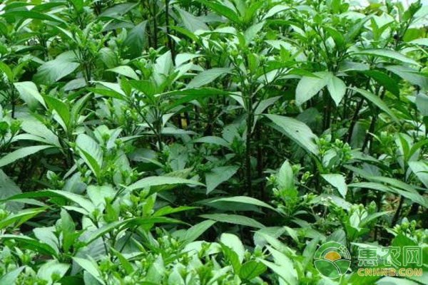 板蓝根种子怎么种植？-图片版权归惠农网所有