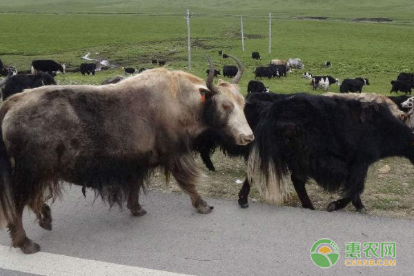 牦牛的肺炎治疗措施是什么?-图片版权归惠农网所有