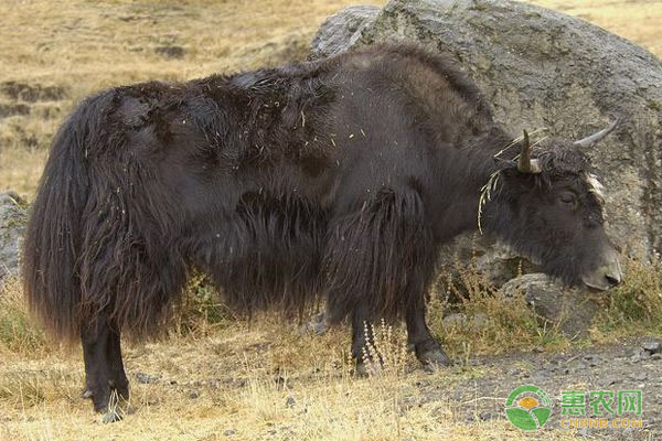 牦牛的肺炎治疗措施是什么?-图片版权归惠农网所有