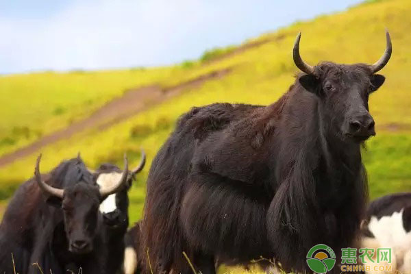 牦牛的肺炎治疗措施是什么?-图片版权归惠农网所有