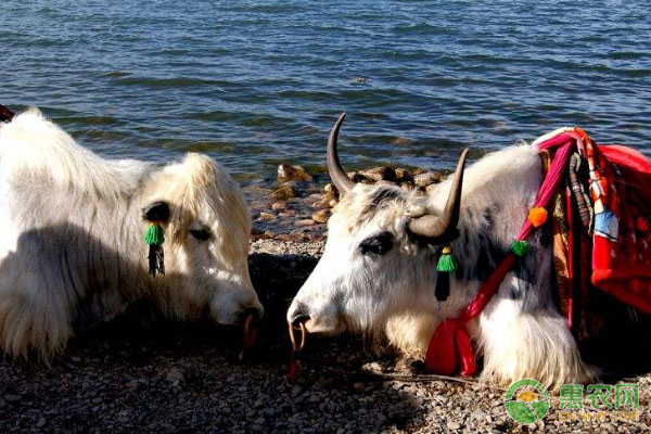 牦牛的养殖管理技术-图片版权归惠农网所有