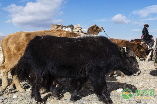 牦牛的养殖管理技术-图片版权归惠农网所有