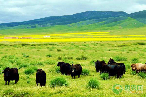 牦牛的养殖管理技术-图片版权归惠农网所有