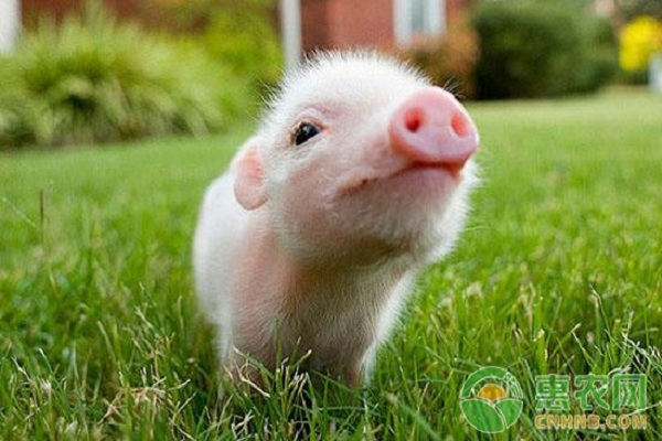 生猪打口蹄疫疫苗后,出现应激反应怎么办? 生猪打口蹄疫疫苗后,出现应激反应怎么办?-图片版权归惠农网所有