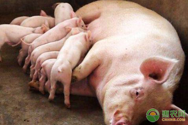 母猪喘气急促是什么原因？怎么治疗？-图片版权归惠农网所有