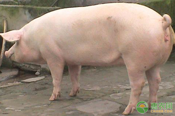 母猪喘气急促是什么原因？怎么治疗？-图片版权归惠农网所有