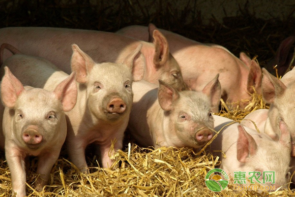 葱白对猪养殖的妙用技巧，学会可以治疗的多种猪病-图片版权归惠农网所有