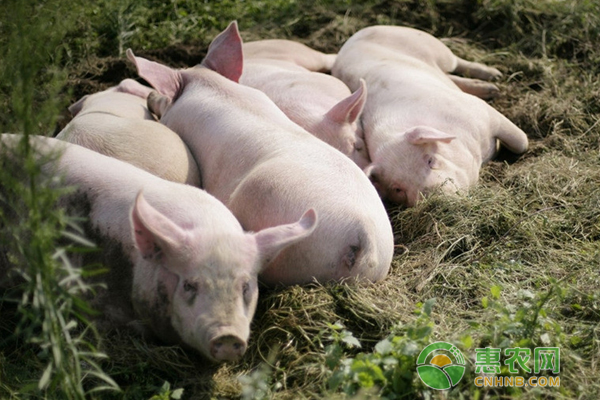 葱白对猪养殖的妙用技巧，学会可以治疗的多种猪病-图片版权归惠农网所有