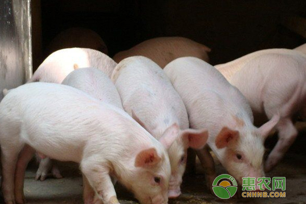 葱白对猪养殖的妙用技巧，学会可以治疗的多种猪病-图片版权归惠农网所有