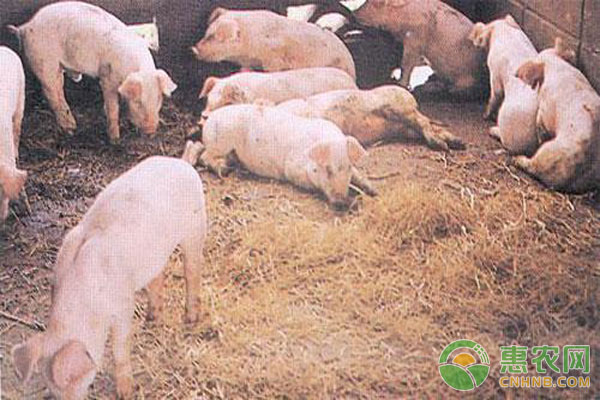 猪出现高热现象，千万不能够忽视，一定及时治疗-图片版权归惠农网所有