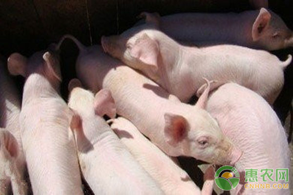 猪出现高热现象，千万不能够忽视，一定及时治疗-图片版权归惠农网所有