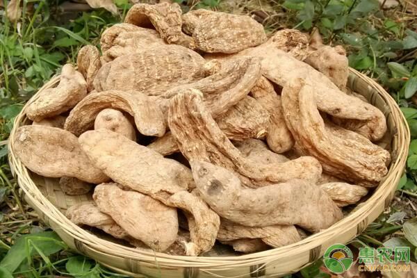 大宗中药材天麻卷棒有性培育种苗技术-图片版权归惠农网所有