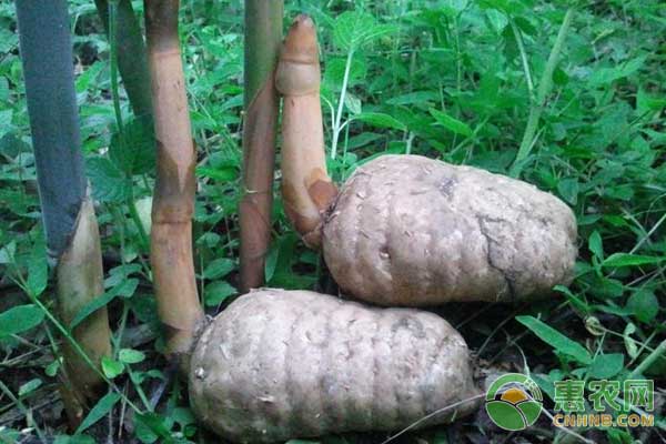 天麻种植技术及经济效益分析-图片版权归惠农网所有