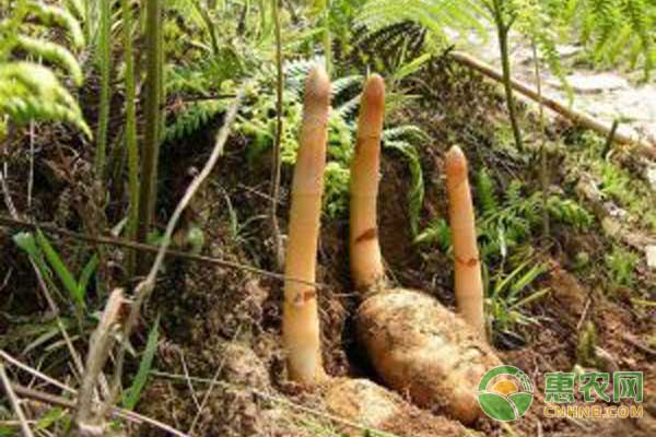 天麻种植技术及经济效益分析-图片版权归惠农网所有