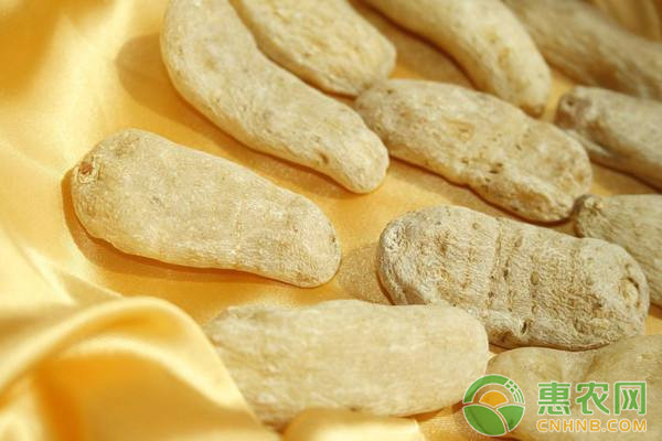 天麻优质高产栽培技术要点介绍-图片版权归惠农网所有
