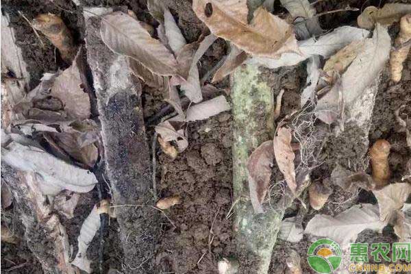 天麻室外种植栽培技术-图片版权归惠农网所有