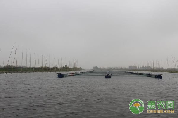 水产养殖过程中常见的细菌性疾病防治措施-图片版权归惠农网所有