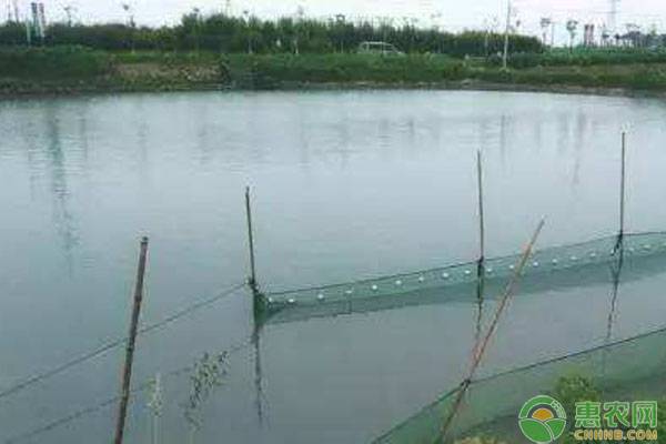 养殖课堂：食盐对水产养殖的作用-图片版权归惠农网所有