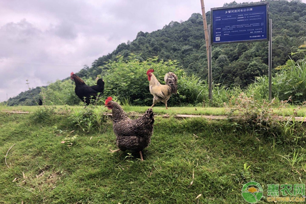 土鸡养殖常见问答（附专家解析）-图片版权归惠农网所有