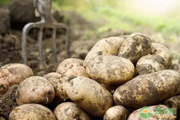 冬季土豆种植时间和方法-图片版权归惠农网所有