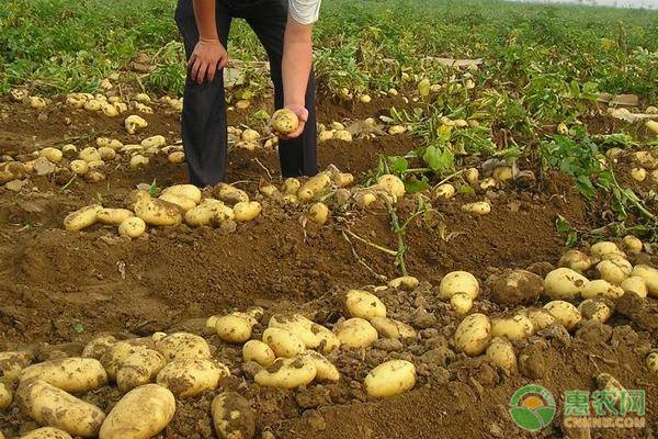 冬季土豆种植时间和方法-图片版权归惠农网所有