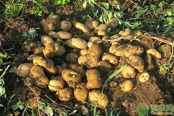北方种土豆的最佳时间是几月份？-图片版权归惠农网所有