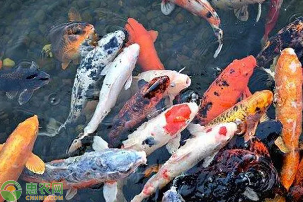 锦鲤鱼怎么养长得快？-图片版权归惠农网所有