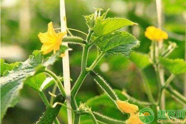 秋黄瓜什么时候种植？秋黄瓜种植时间及栽培方法-图片版权归惠农网所有