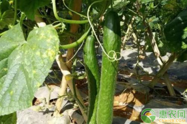 秋黄瓜什么时候种植？秋黄瓜种植时间及栽培方法-图片版权归惠农网所有