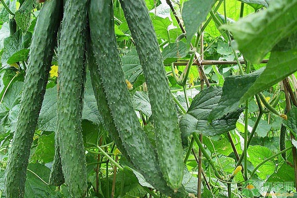 秋黄瓜如何种植长得又多又好？-图片版权归惠农网所有