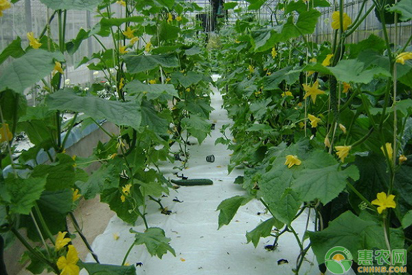 秋黄瓜如何种植长得又多又好？-图片版权归惠农网所有