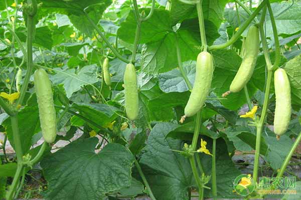 秋黄瓜如何种植长得又多又好？-图片版权归惠农网所有