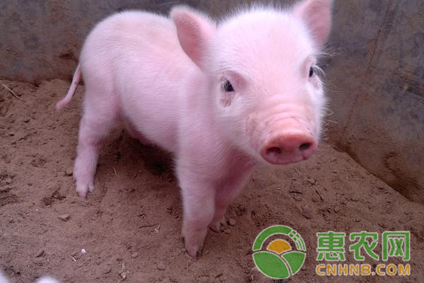 饲料中拌药猪不吃怎么办？猪不吃药的解决方法介绍-图片版权归惠农网所有