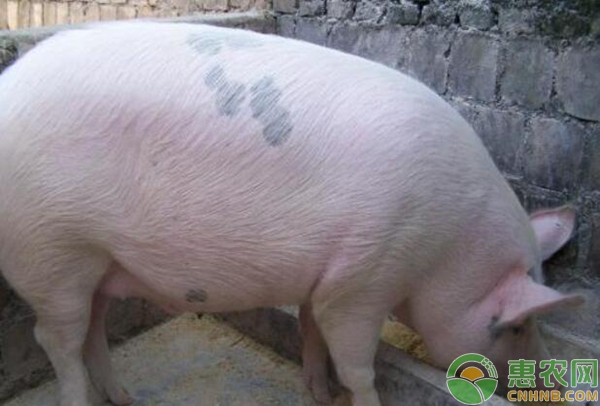 猪得了口蹄疫怎么办？猪口蹄疫治疗方案-图片版权归惠农网所有