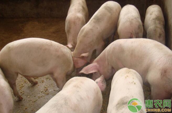 猪得了口蹄疫怎么办？猪口蹄疫治疗方案-图片版权归惠农网所有