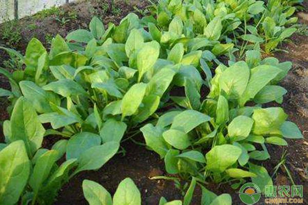 高产菠菜的5个田间管理要点-图片版权归惠农网所有