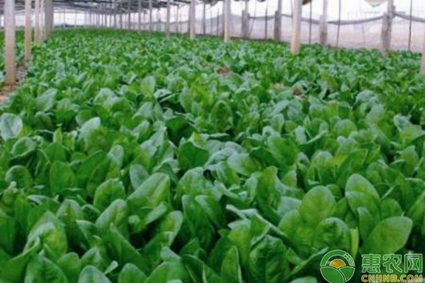 越冬菠菜的施肥管理要点-图片版权归惠农网所有