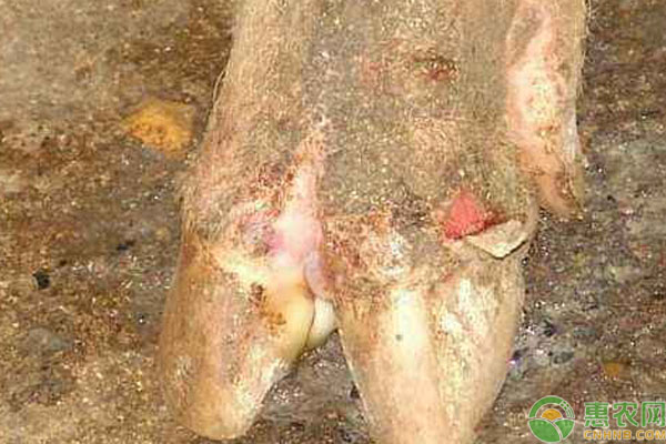 羊口蹄疫出现原因及治疗方法-图片版权归惠农网所有