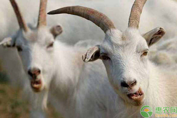 羊口蹄疫出现原因及治疗方法-图片版权归惠农网所有