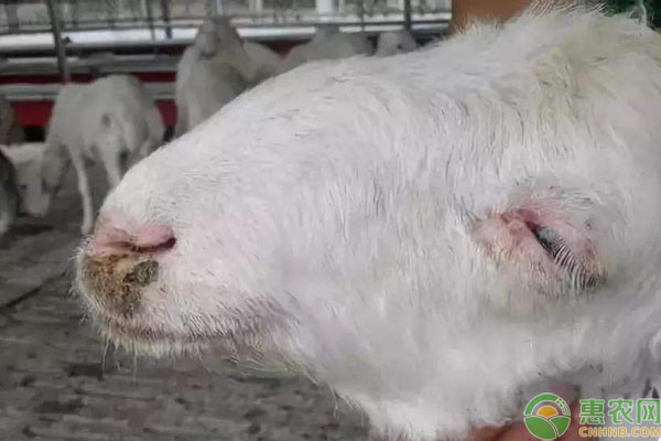 羊口蹄疫出现原因及治疗方法-图片版权归惠农网所有