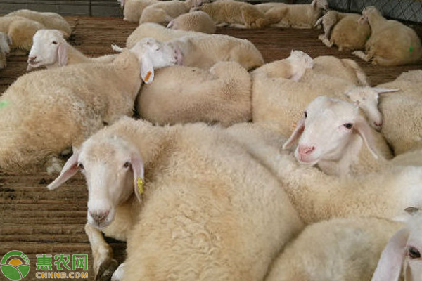 羔羊大肠杆菌病如何防治？-图片版权归惠农网所有