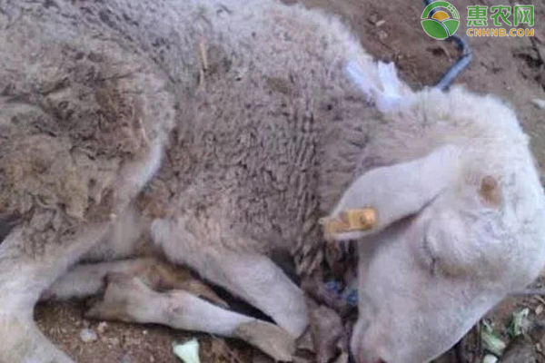 羔羊大肠杆菌病如何防治？-图片版权归惠农网所有
