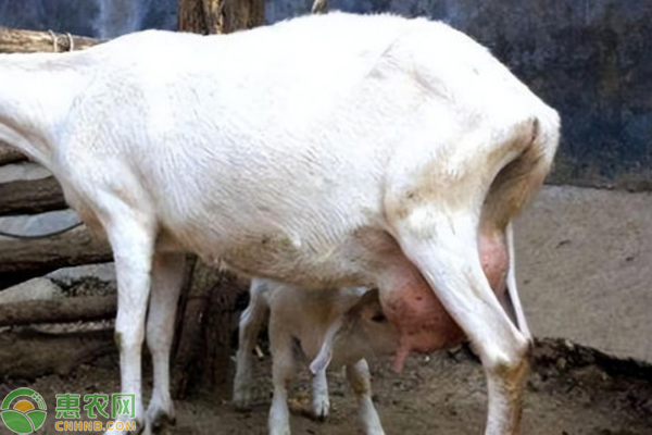 母羊流产后怎么饲养管理？-图片版权归惠农网所有